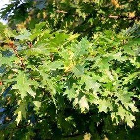 Oak Pin (Quercus palustris) 3